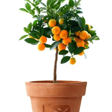 Appartement Orange Tree Garden