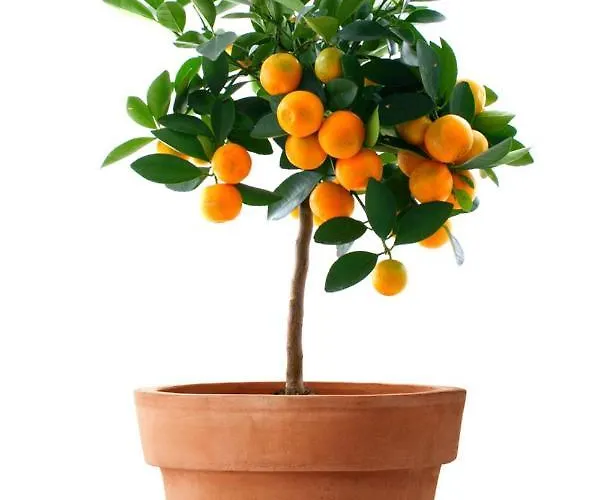 Apartman Orange Tree Garden